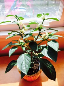 Cayenne pepper plant