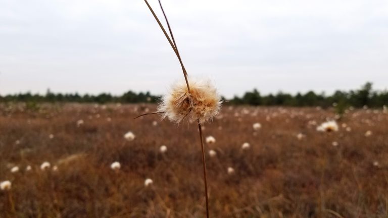 Close up of a fluffy white seed head on a long stem. In the background, brown wetland grasses extend towards a green treeline in the distance. It is a cloudy day.