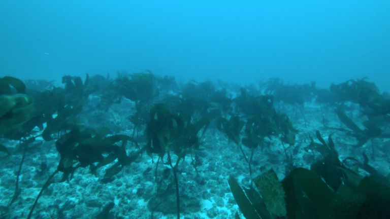 Stems of kelp, looking dark green, spread out across the surface of a seamount.