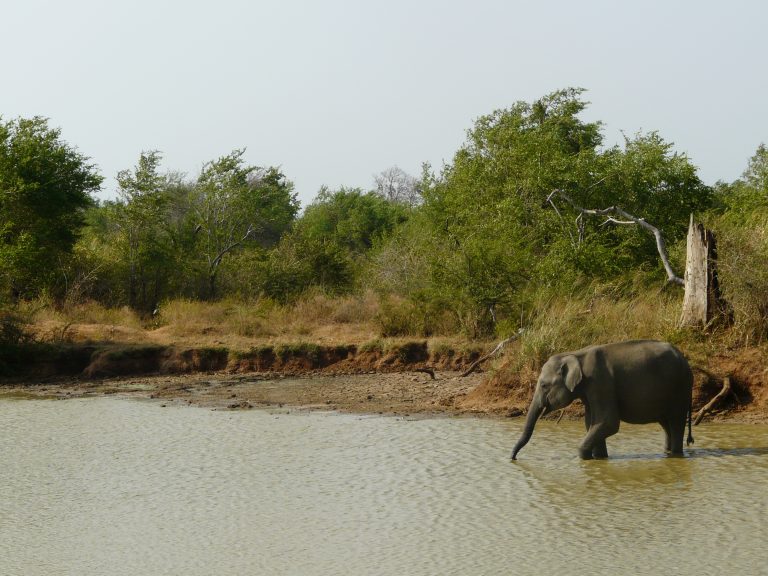 An elephant dips its trunk in a river