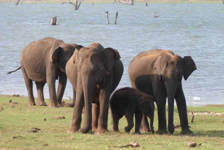 A group of elephants and a calf stand next to a stretch of open water