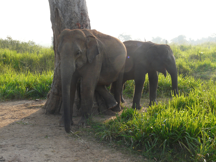 Two Asian elephants stand beneath a tree