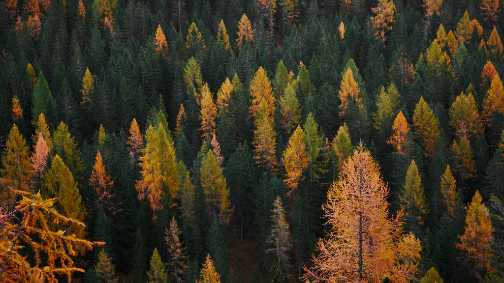 A coniferous forest in northern Italy. Some of the trees are gold in colour, most are green.
