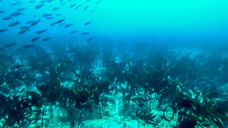 Underwater. A small shoal of fish swims above a kelp forest, growing from a sandy surface.