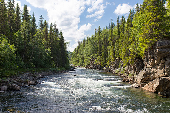 A river with trees