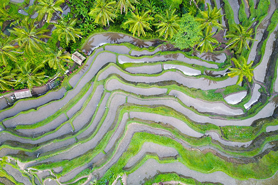 Aerial view of a rice paddy